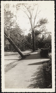 New England Hurricane, 1938. Lake Avenue after hurricane