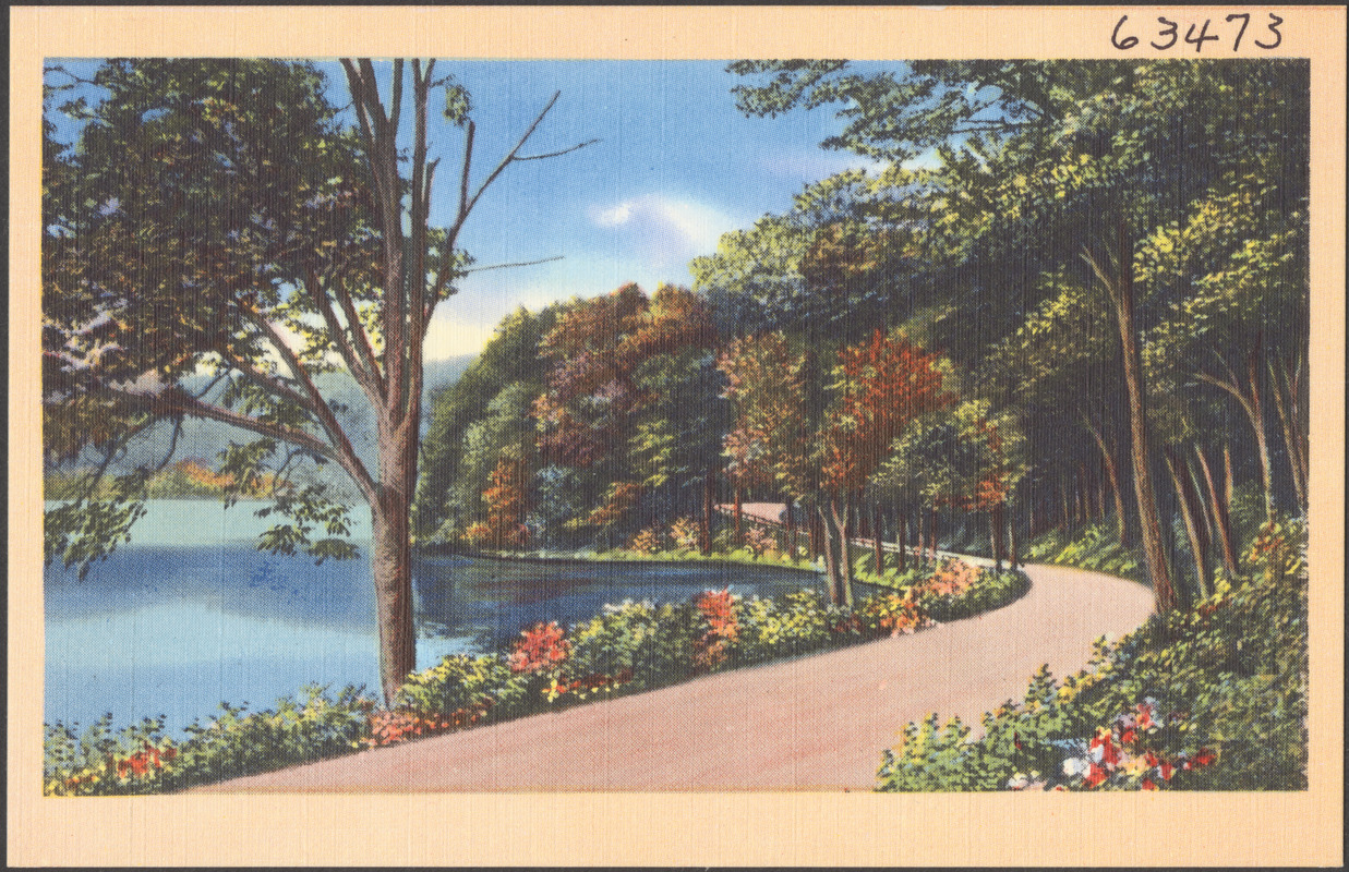 Tree-lined road by a body of water