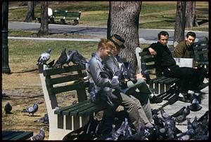 Flock of pigeons around bench, Boston Common