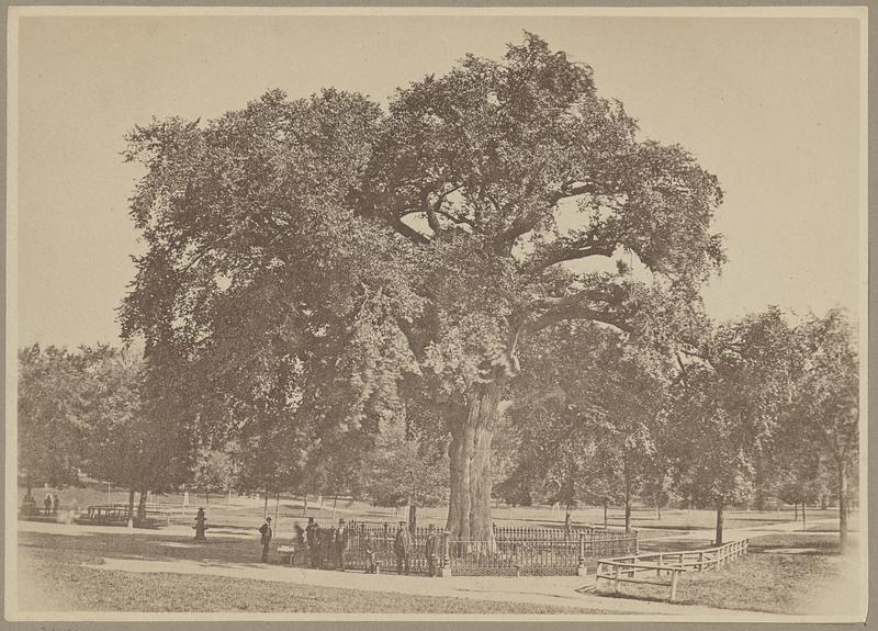 Boston Common, the old elm - Digital Commonwealth