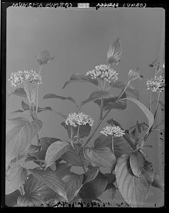 Cornus amomum, flower