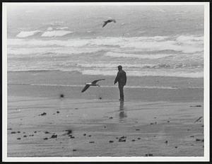 Gull and man alone on Nantasket beach after Greta had turned out to sea