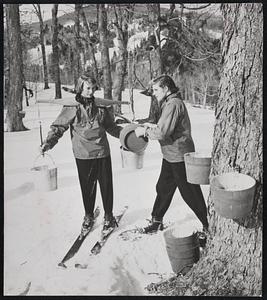 Sap on Tap in the Sugar Bush--It's Maple Syrup Time Again in Vermont. The Harvest is a Little Skimpier Than Usual But Just as Sweet. At Big Bromley Elsbeth M. Park (on Skis) and Audrey Brown Combine Winter Sports With Work.