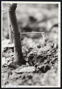 Maple syrup. Hypodermic draws sap from trees.
