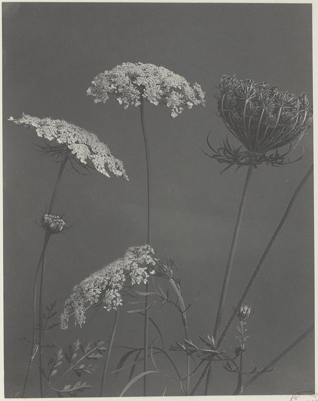 234. Daucus carota, wild carrot, Queen-Anne's-lace, bird's-nest