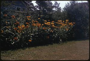 Mrs. Petti's garden, O.O.B. [Old Orchard Beach] Me