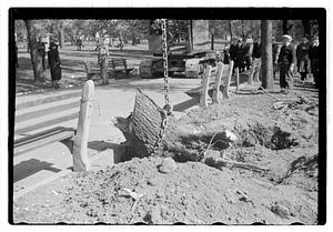 Tree root excavation