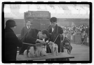 Dog show