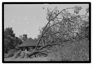 Uprooted tree