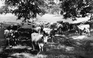 Cattle on Bolton Road