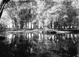 Parker family woods and pond