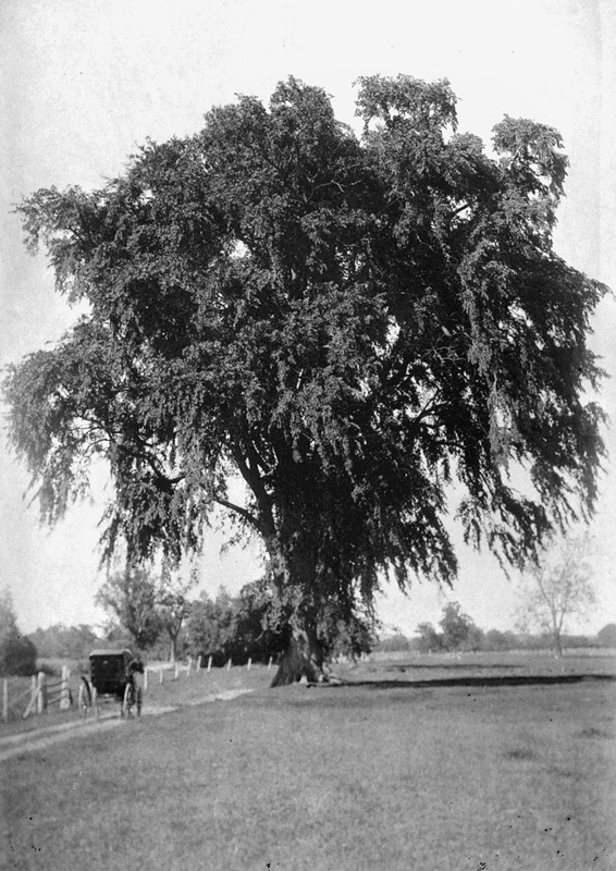 The great elm