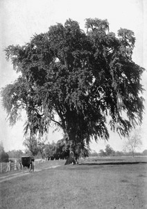 The great elm