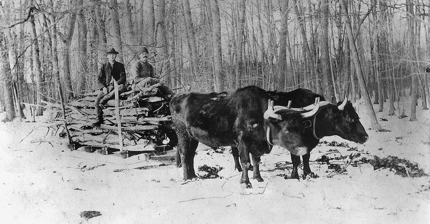 Oxen in the snow