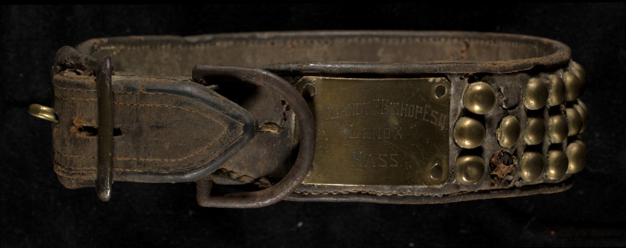 Dog collar leather brass plate reads Cortland F. Bishop Esq Lenox MA