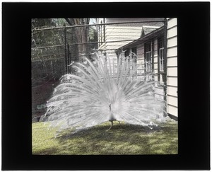 Grounds, white peacock