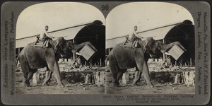 An elephant in Burma, India
