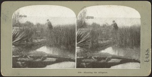 Shooting the alligator