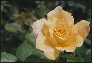 Flower close up, rose, Fenway