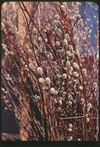 Pussy willows