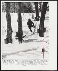 Deep Snow in the Sugar Bush - Bob Bassett of Barre Town, Vt., wears snowshoes as he makes the rounds hanging sap buckets on his maple trees. Some of the deepest snow in years is hampering farmers in the sugar country as they try to get into the woods for the sweet spring harvest.