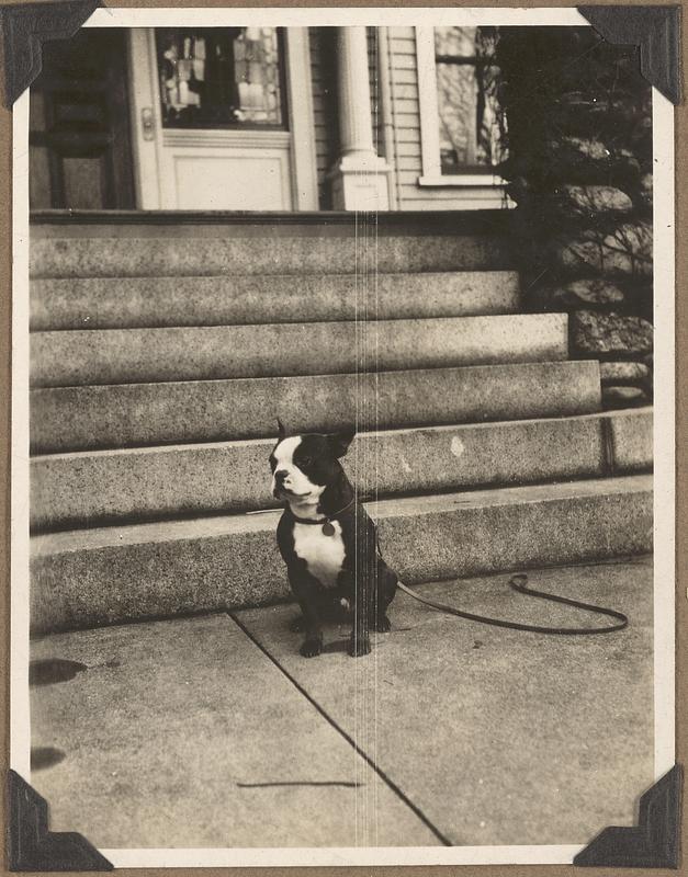 A Boston terrier sits in front of a set of stairs