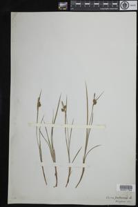 Carex pallescens