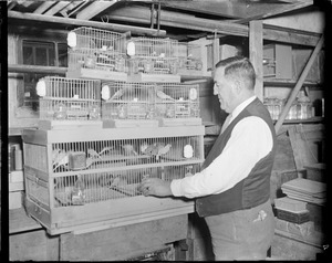 Cambridge police officer raises canaries as a pastime