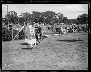 Rodeo