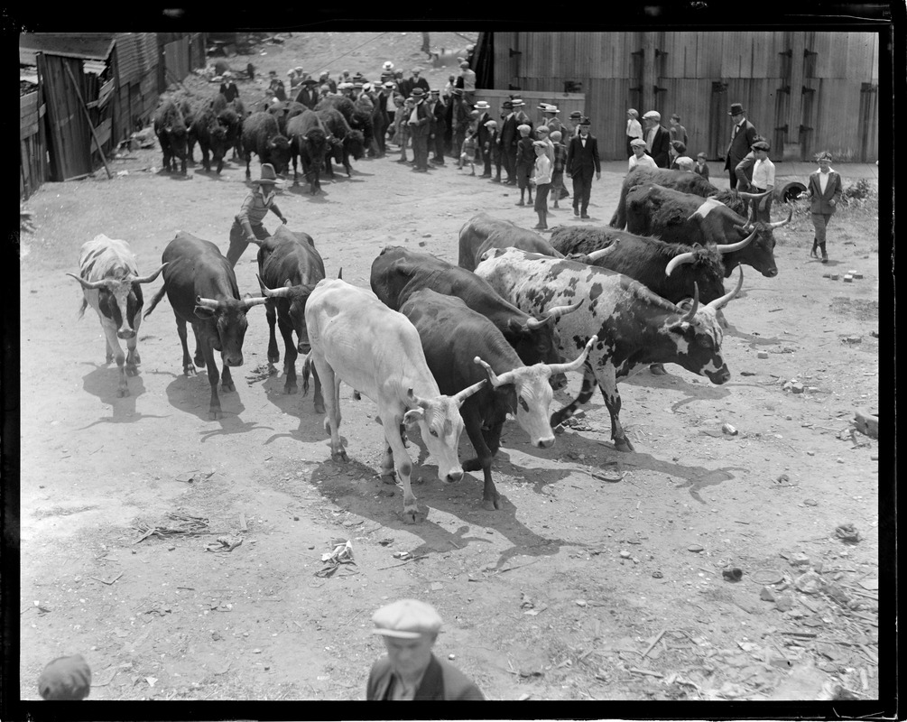 Real Wild West steers arrive in Boston with the 101 Ranch