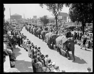 Elephants in circus parade. South Boston to South Hampton St.