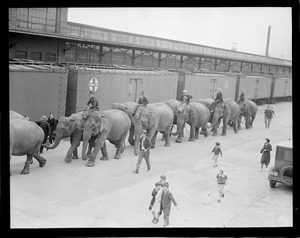 Circus comes to town - elephants on Atlantic Ave.