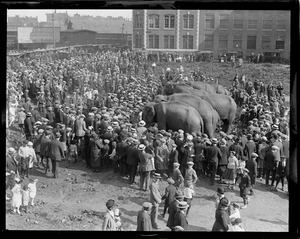 Crowd to see elephants when circus comes to town