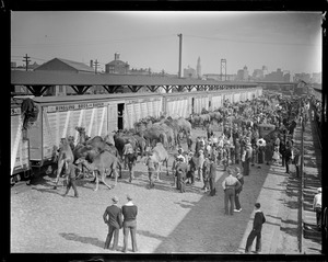 Camels and zebras at North Station when Ringling Bros. and Barnum & Bailey circus comes to town