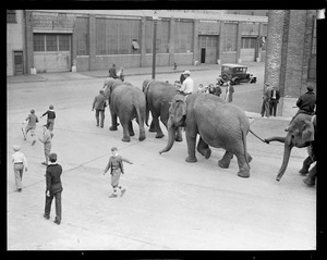Elephants walk through the streets of Boston when the circus comes to town