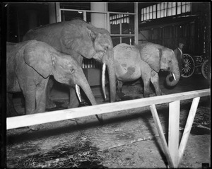 Elephants in town with the circus