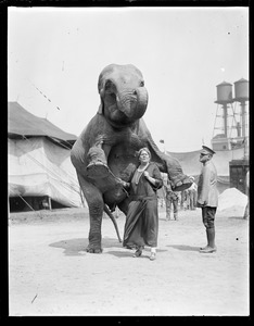 Elephant does trick for woman, circus in town