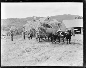 Hay cart pulled by team of oxen