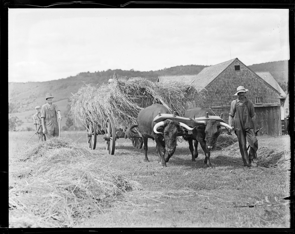 Oxen pulling hay wagon