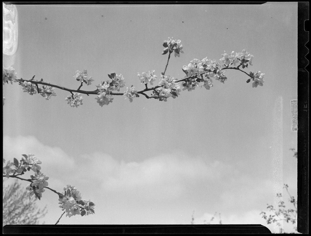 Blossoms on tree