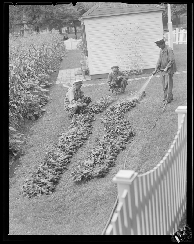 Men planting flowerbed