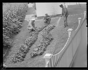 Men planting flowerbed