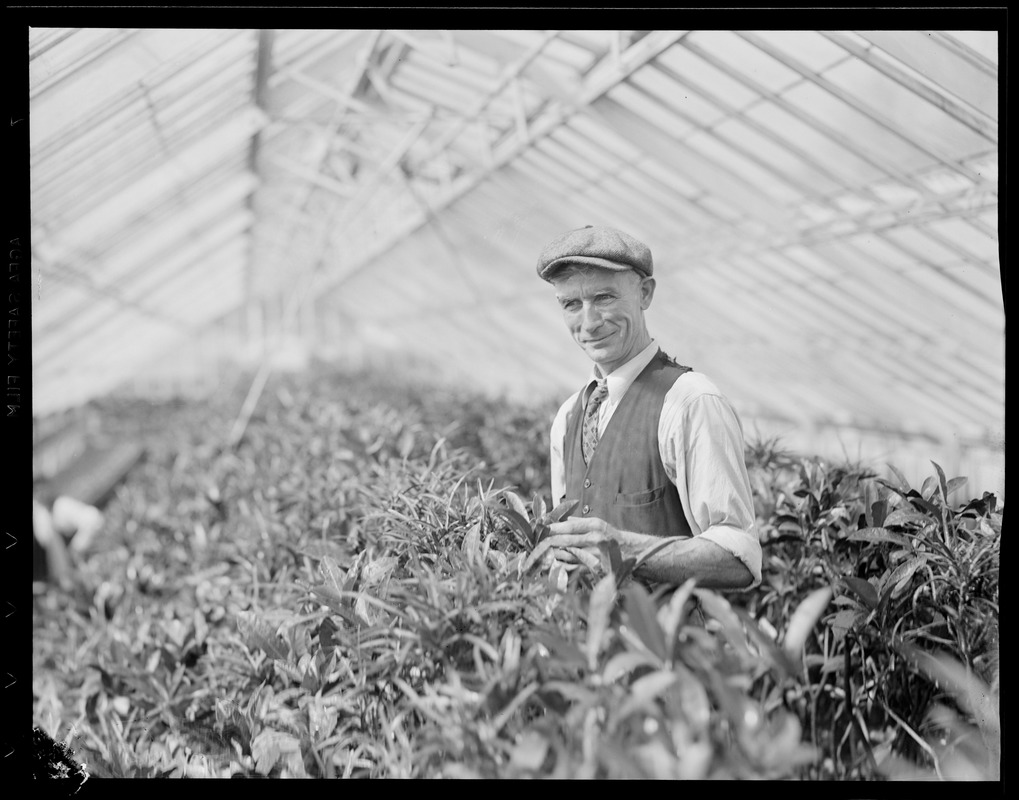 Workers in greenhouse