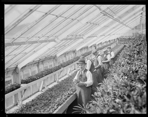 Workers in greenhouse