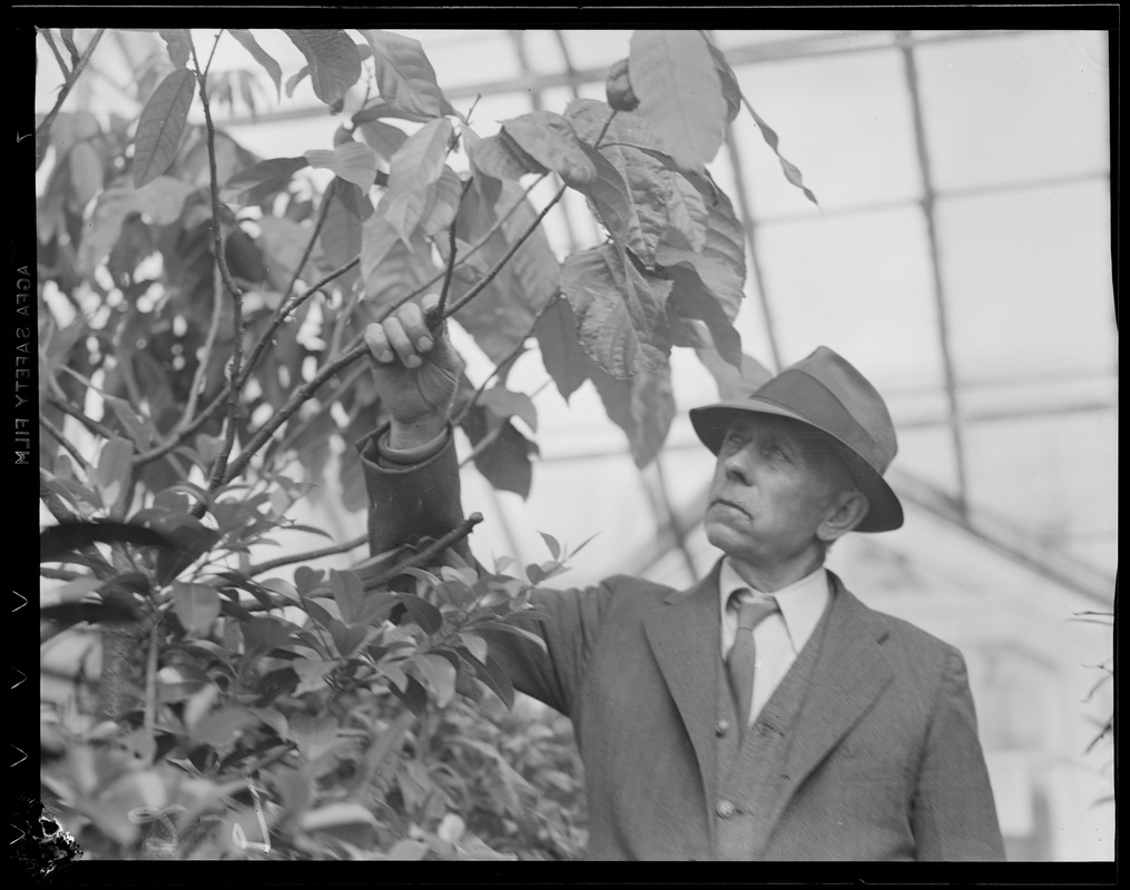 Workers in greenhouse