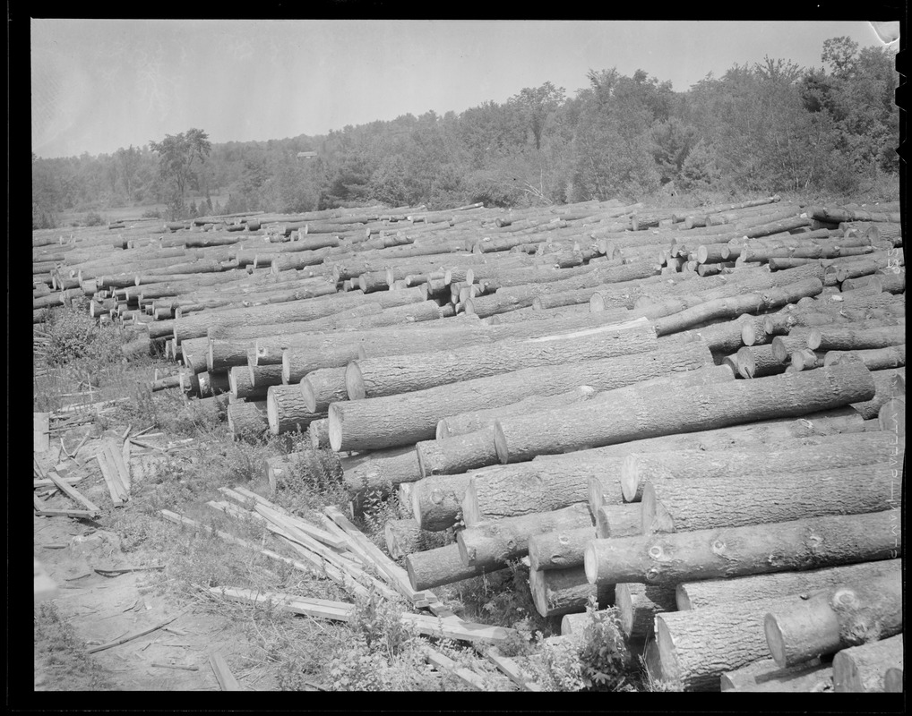 Logging, lumber