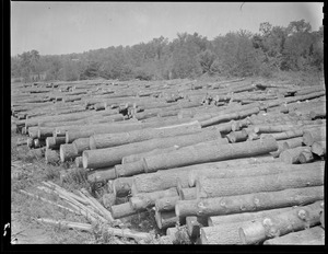 Logging, lumber