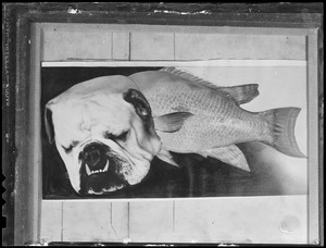 Fish with dog head