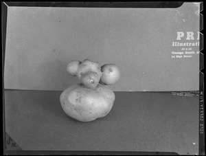 Potato(?)