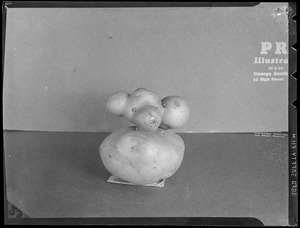 Potato(?)